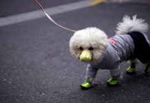 Terror por la variante Delta: las mascotas pueden contagiarse y transmitir el Covid-19